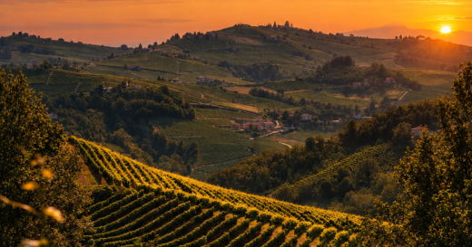 Weinreben im Sonnenuntergang